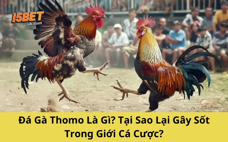 Đá Gà Thomo – Cuộc Chơi Sát Phạt Của Dân Trường Gà Đá Gà Thomo Là Gì? Tại Sao Lại Gây Sốt Trong Giới Cá Cược