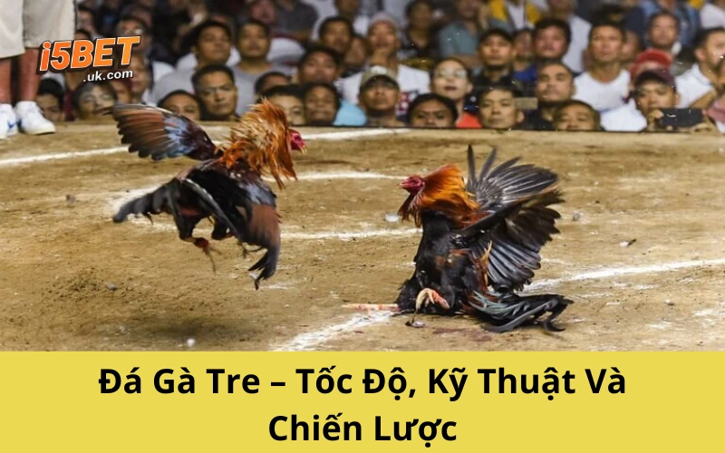 Đá Gà Mộc Bài – Thế Giới Gà Chiến Sát Phạt Ngoại Biên Đá Gà Tre – Tốc Độ, Kỹ Thuật Và Chiến Lược