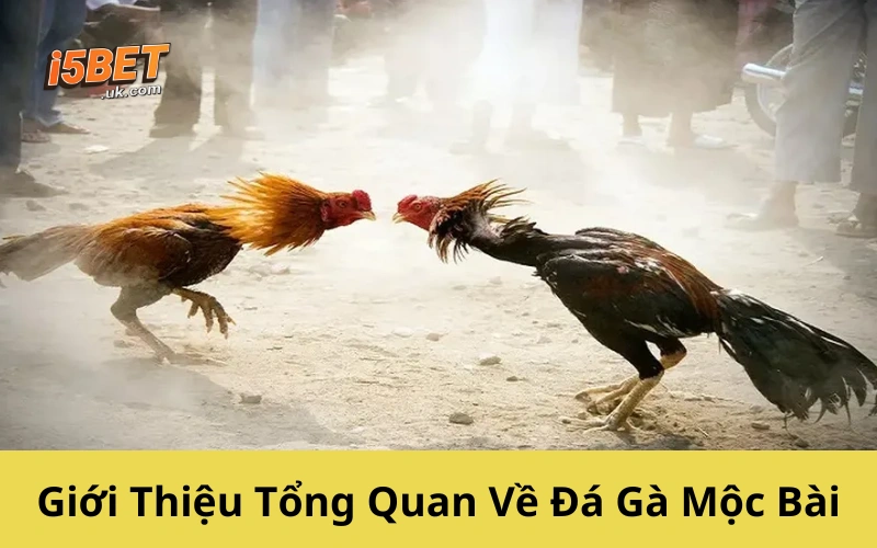 Đá Gà Mộc Bài – Thế Giới Gà Chiến Sát Phạt Ngoại Biên Giới Thiệu Tổng Quan Về Đá Gà Mộc Bài