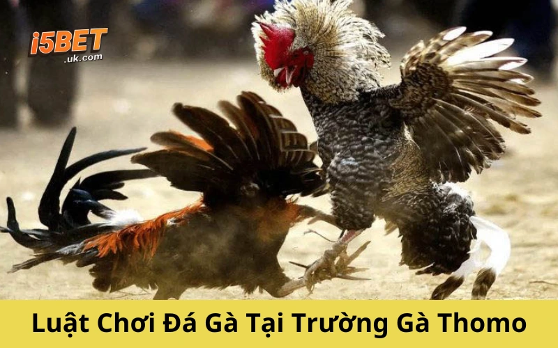 Đá Gà Thomo – Cuộc Chơi Sát Phạt Của Dân Trường Gà Luật Chơi Đá Gà Tại Trường Gà Thomo