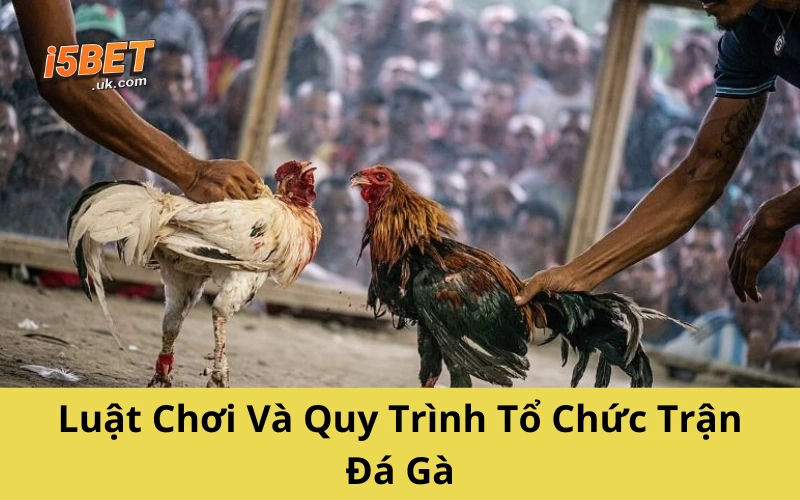 Đá Gà Mộc Bài – Thế Giới Gà Chiến Sát Phạt Ngoại Biên Luật Chơi Và Quy Trình Tổ Chức Trận Đá Gà