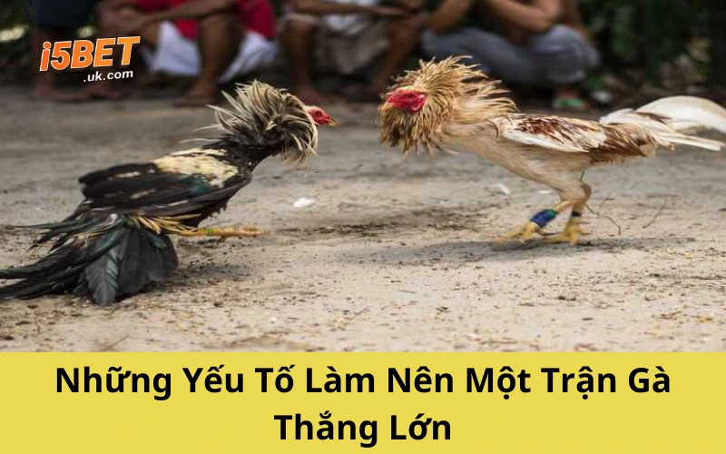 Đá Gà Mộc Bài – Thế Giới Gà Chiến Sát Phạt Ngoại Biên Những Yếu Tố Làm Nên Một Trận Gà Thắng Lớn