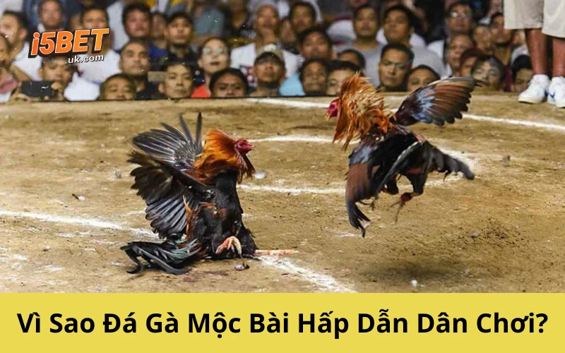 Đá Gà Mộc Bài – Thế Giới Gà Chiến Sát Phạt Ngoại Biên Vì Sao Đá Gà Mộc Bài Hấp Dẫn Dân Chơi?